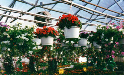 photo of a greenhouse