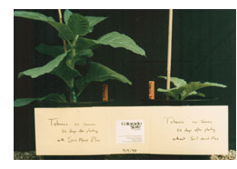Soil Moist test by Colorado State University