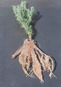 Fines for bare root dipping