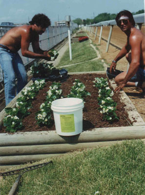 photo of planting flower bed