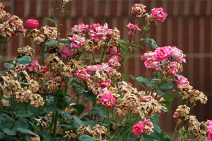 Spring planting