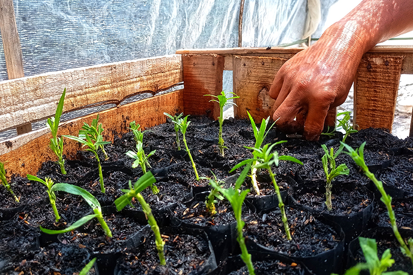 Fall planting