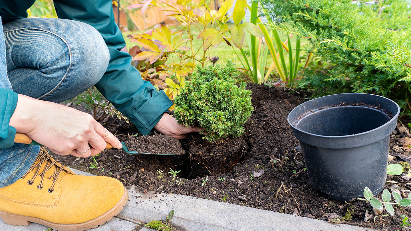 Fall planting