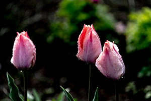 Flower buds