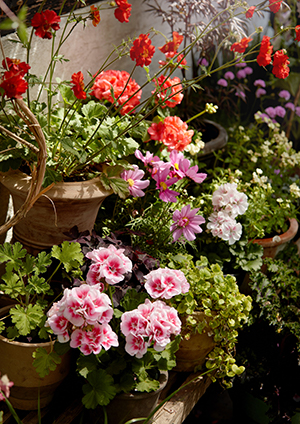 flowers in pots