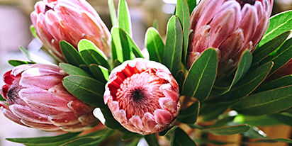 Flower Buds