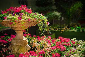 Pink flowers in pots