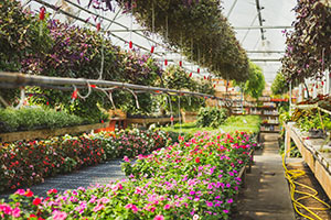 Spring greenhouse