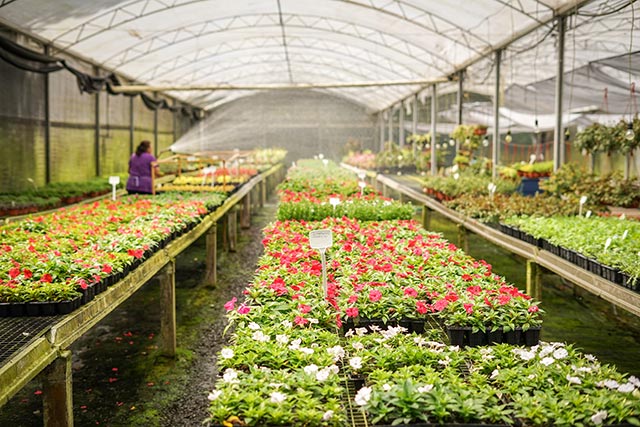 Greenhouse flowers