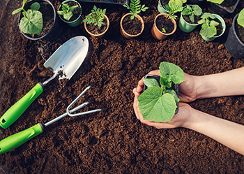 Fall planting