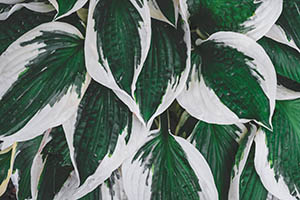 Hostas