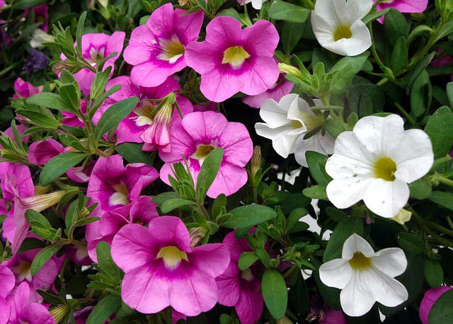 Pink flowers