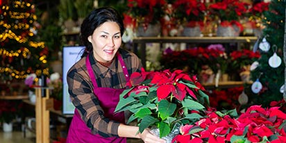 Poinsettia