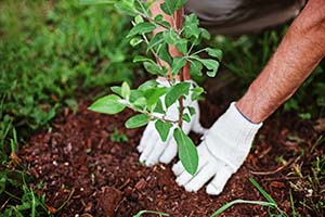 Spring planting