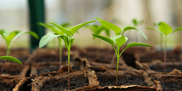 Greenhouse Seedlings