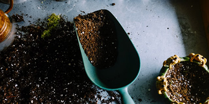 Image placeholder for late-summer planting