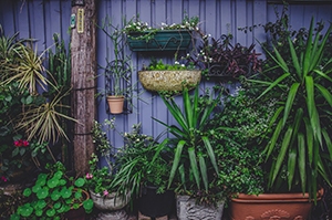 Variety of planted containers