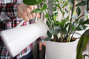 Watering Flowers