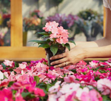 flowers at a garden center