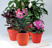 image of potted flowers on Soil Moist Mats