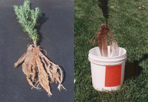 photo of roots dipped in Soil Moist Fines