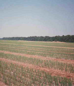 landscapers-seedling-field