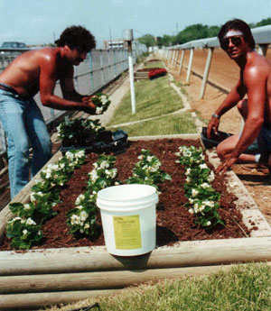 planting flower bed