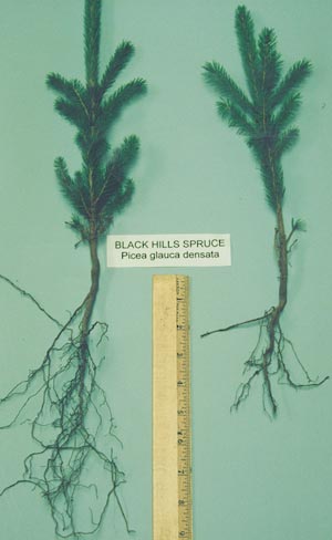 root dip comparison