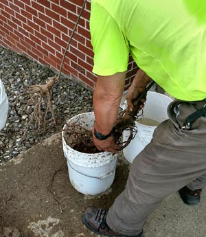 bare root dipping